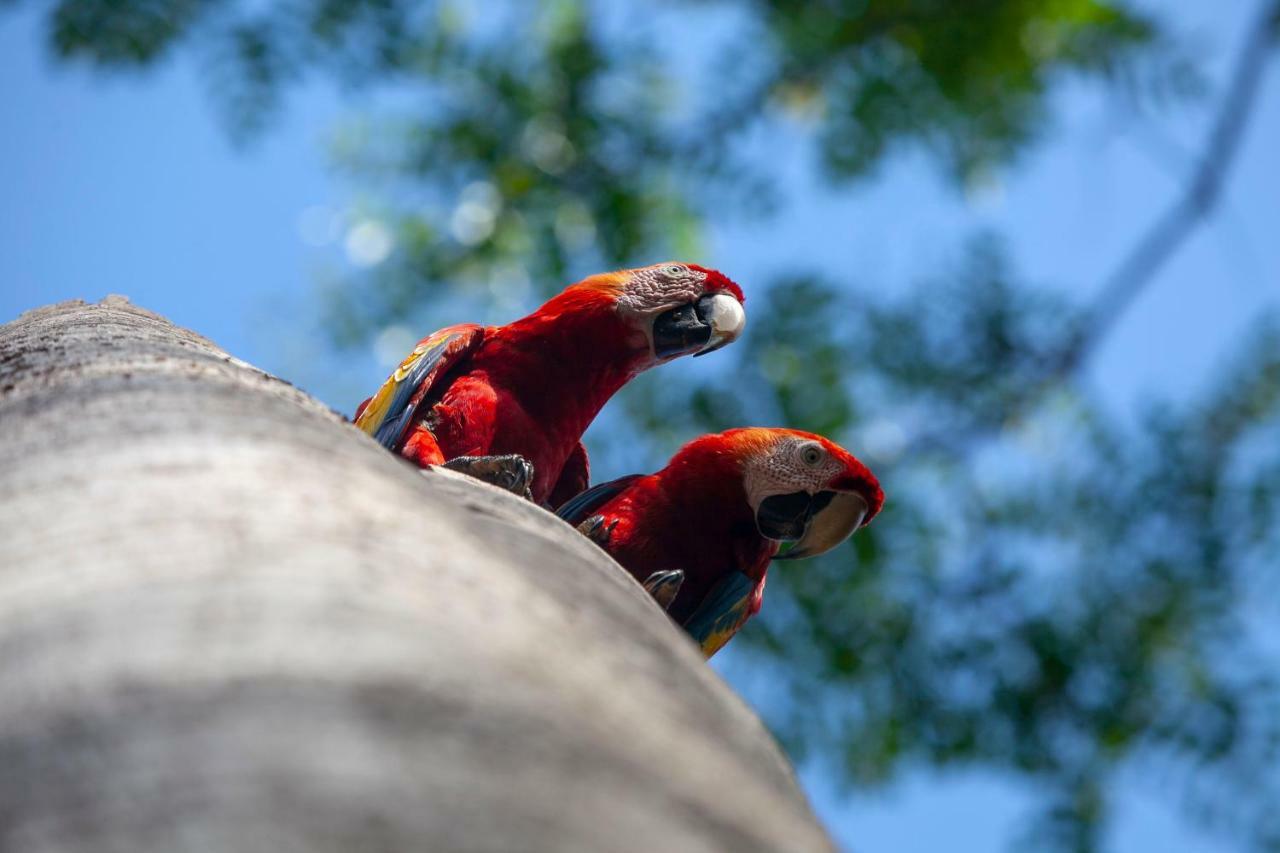 La Maison Blanche Manuel Antonio Zewnętrze zdjęcie