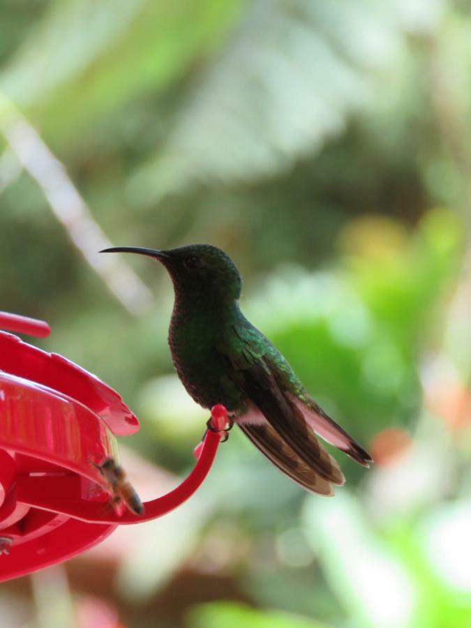 La Maison Blanche Manuel Antonio Zewnętrze zdjęcie