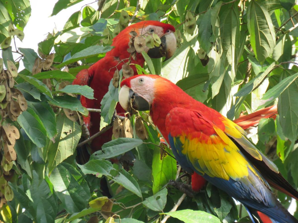 La Maison Blanche Manuel Antonio Zewnętrze zdjęcie